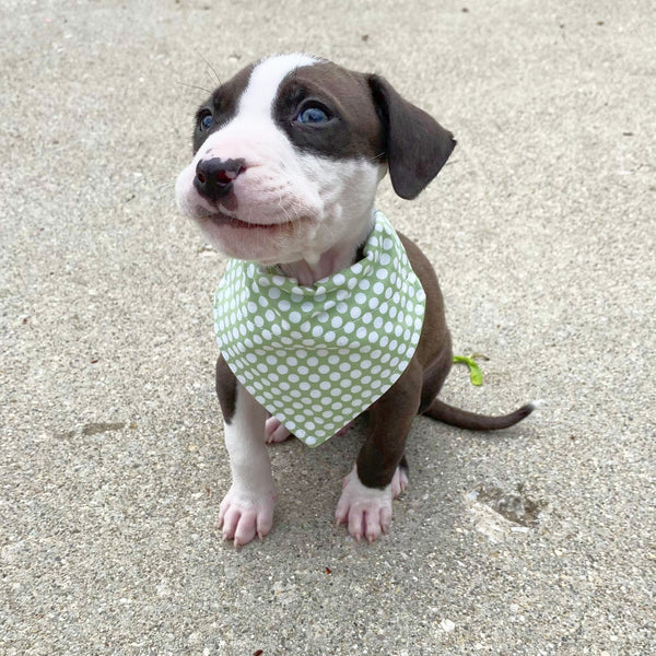 Christmas Dog Bones Pet Bandana- Fits Over Collar 4 Sizes Available