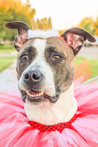 Red & White Dog Collar Tutu & Gold Crown Headband - Hold It!