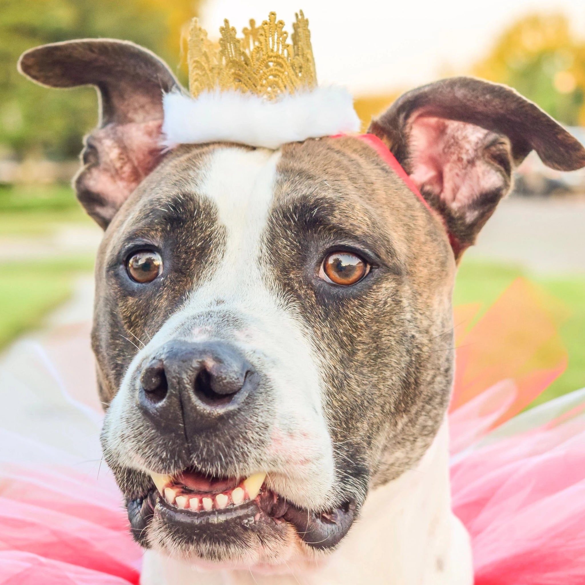 Red & White Gold Crown Headband For Pets - Hold It!