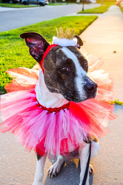 Red & White Dog Collar Tutu & Gold Crown Headband - Hold It!