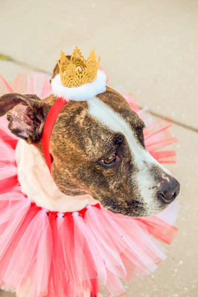 Red & White Dog Collar Tutu & Gold Crown Headband - Hold It!