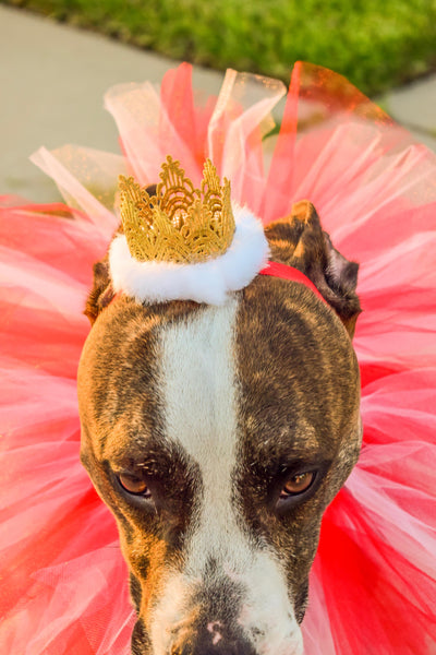 Red & White Gold Crown Headband For Pets - Hold It!