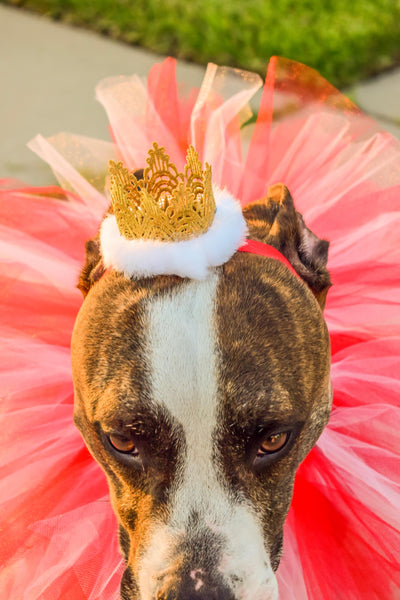 Red & White Dog Collar Tutu & Gold Crown Headband - Hold It!
