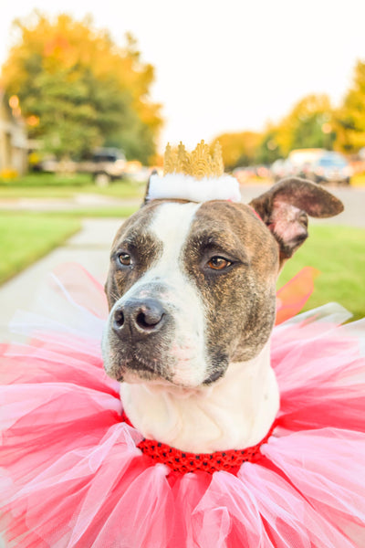 Red & White Gold Crown Headband For Pets - Hold It!