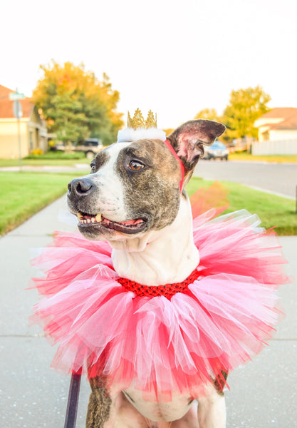 Red & White Dog Collar Tutu & Gold Crown Headband - Hold It!