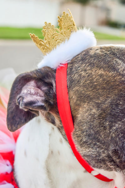 Red & White Dog Collar Tutu & Gold Crown Headband - Hold It!