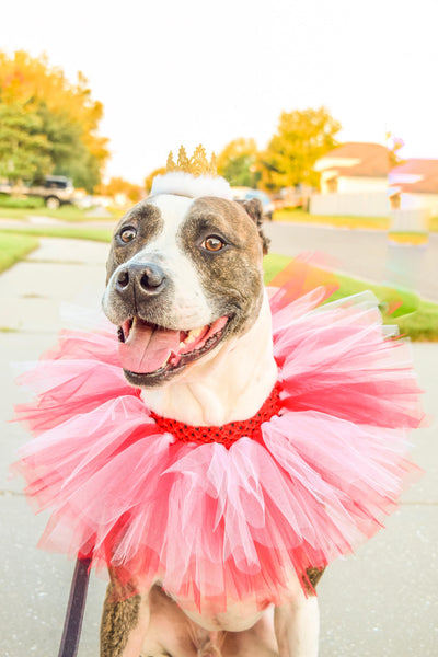 Red & White Dog Collar Tutu & Gold Crown Headband - Hold It!