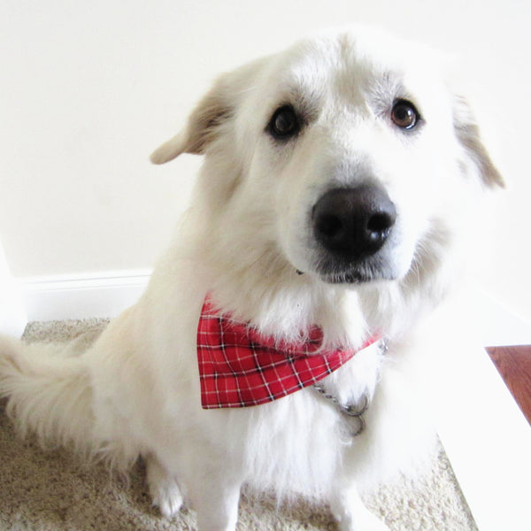 Red & Black Tartan Plaid Holiday Pet Bandana- Fits Over Collar 4 Sizes Available