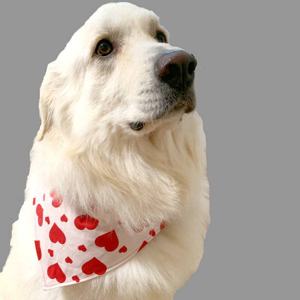 Valentine's Day Heart Pet Bandana- Fits Over Collar 4 Sizes Available