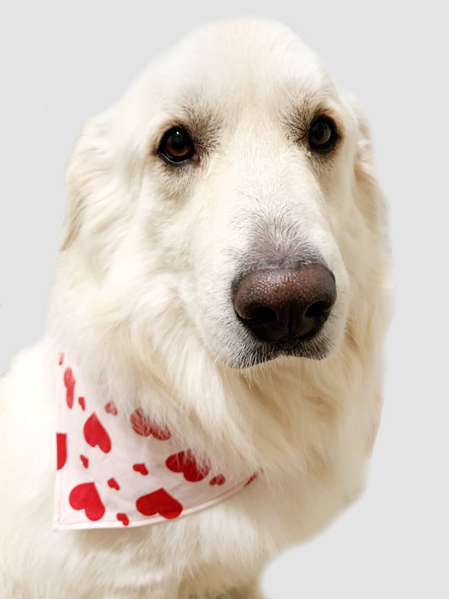 Valentine's Day Heart Pet Bandana- Fits Over Collar 4 Sizes Available
